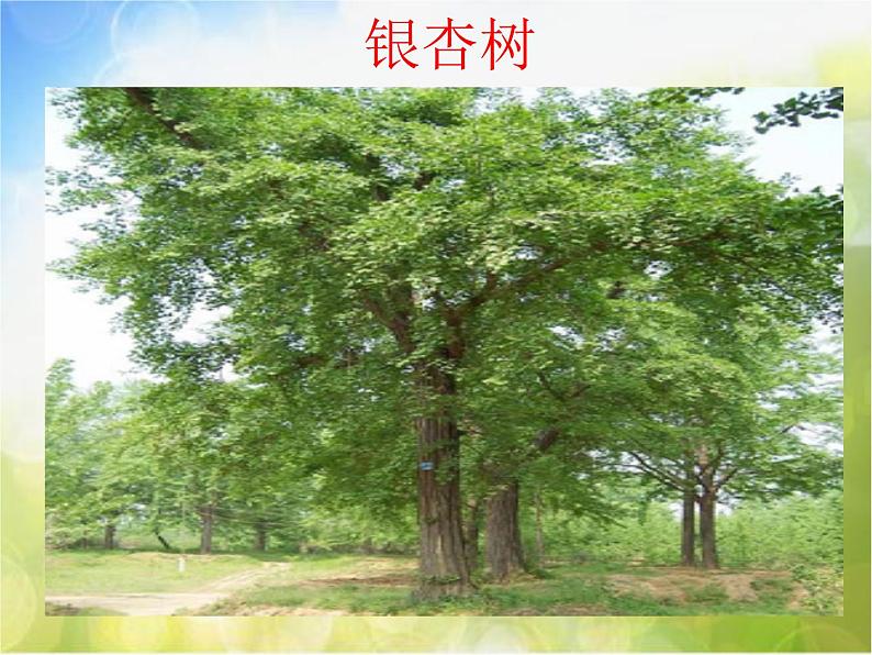 2022年小学美术课件-第3课-认识身边的树--人美版-(共59张PPT)ppt课件第4页