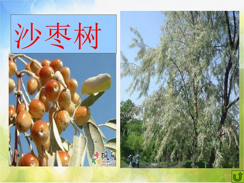 2022年小学美术课件-第3课-认识身边的树--人美版-(共59张PPT)ppt课件第5页