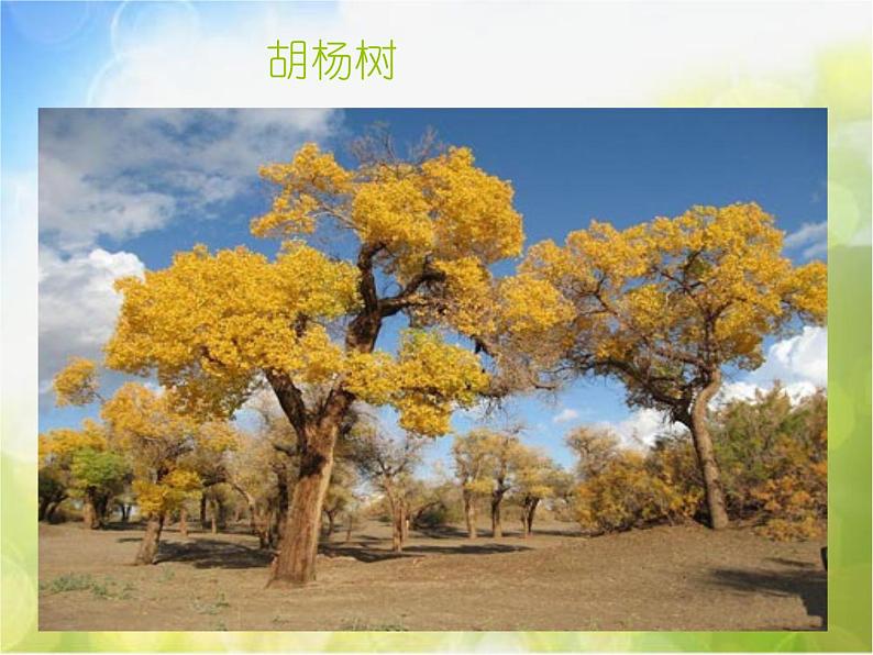 2022年小学美术课件-第3课-认识身边的树--人美版-(共59张PPT)ppt课件第6页