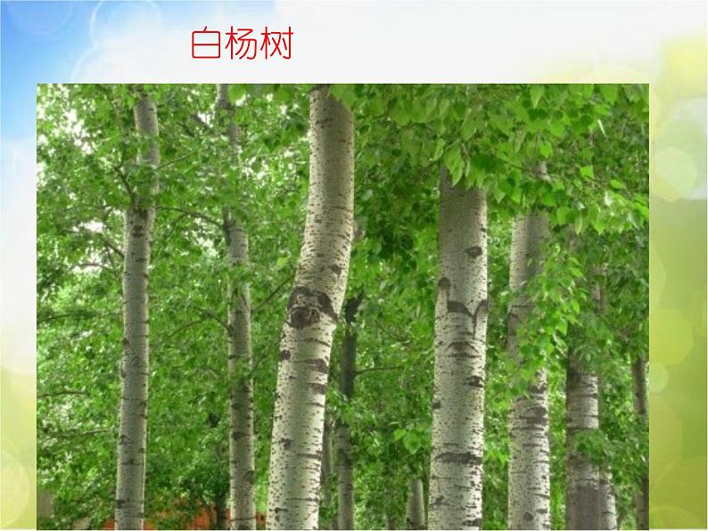 2022年小学美术课件-第3课-认识身边的树--人美版-(共59张PPT)ppt课件第7页