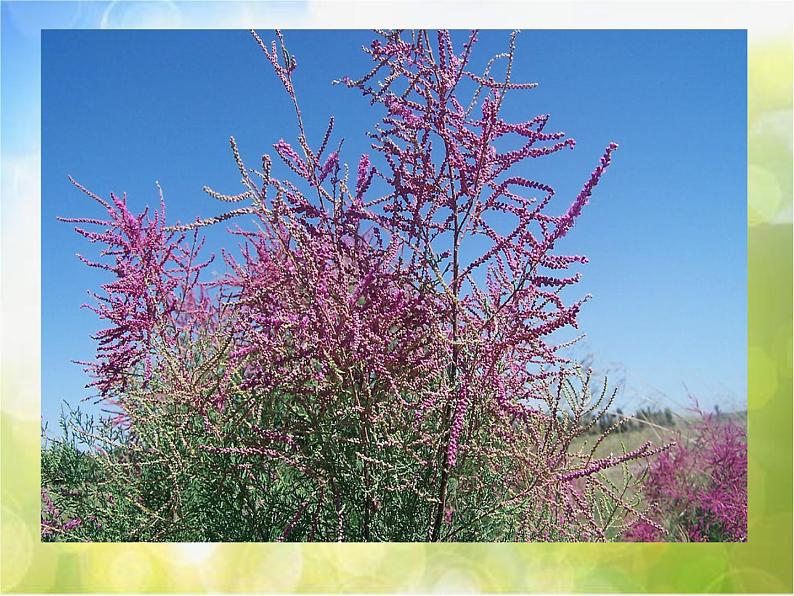 2022年小学美术课件-第3课-认识身边的树--人美版-(共59张PPT)ppt课件第8页