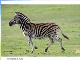 2022年小學(xué)美術(shù)課件-第3課-線條的魅力丨蘇少版-(共20張PPT)ppt課件
