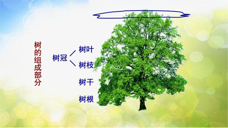 小学美术人美版二年级下册3.认识身边的树课文内容课件ppt-教习网|课件下载
