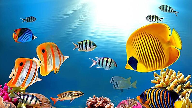 2022年小学美术课件-第17课-钓鱼--人美版-(共19张PPT)ppt课件第7页