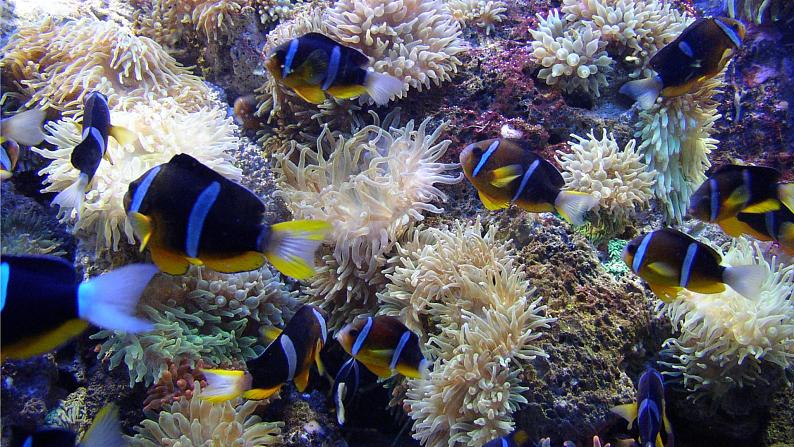 2022年小学美术课件-第17课-钓鱼--人美版-(共19张PPT)ppt课件第8页