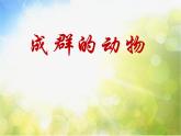 小學(xué) / 美術(shù) / 嶺南版 / 四年級(jí)下冊(cè) / 第五單元 有趣的地球村 / 14. 成群的動(dòng)物課件