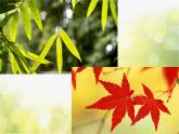 2022年小學(xué)生美術(shù)《第13課會(huì)變的花、樹、葉》蘇少版(19張)ppt課件
