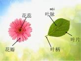 2022年小學(xué)生美術(shù)《第13課會(huì)變的花、樹、葉》蘇少版(11張)ppt課件