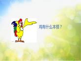 2022年小学生美术6.大花鸡冀美版(39张)ppt课件