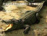 2022年小學(xué)生美術(shù)14遠(yuǎn)古的恐龍冀美版(21張)ppt課件