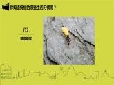 2022年小學生美術(shù)15螞蟻的巢穴冀美版(11張)ppt課件