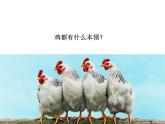 2022年小学 / 美术 / 冀美版 / 四年级上册 / 6. 大花鸡(24张)ppt课件(1)