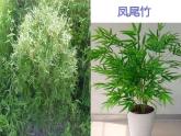 2022年小學(xué) / 美術(shù) / 冀美版 / 三年級(jí)下冊(cè) / 6. 植物寫生(20張)ppt課件