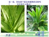 2022年小學(xué) / 美術(shù) / 冀美版 / 三年級(jí)下冊(cè) / 6. 植物寫生(20張)ppt課件