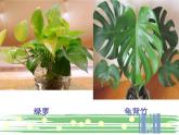 2022年小學(xué) / 美術(shù) / 冀美版 / 三年級(jí)下冊(cè) / 6. 植物寫生(20張)ppt課件