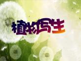 2022年小學(xué) / 美術(shù) / 冀美版 / 三年級(jí)下冊(cè) / 6. 植物寫生(13張)ppt課件