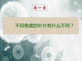 2022年小學(xué) / 美術(shù) / 冀美版 / 三年級(jí)下冊(cè) / 6. 植物寫生(13張)ppt課件
