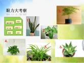2022年小學(xué) / 美術(shù) / 冀美版 / 三年級(jí)下冊(cè) / 6. 植物寫生(20張)ppt課件