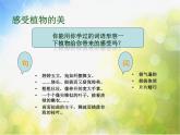 2022年小學(xué) / 美術(shù) / 冀美版 / 三年級(jí)下冊(cè) / 6. 植物寫生(20張)ppt課件