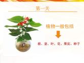 2022年小學(xué) / 美術(shù) / 冀美版 / 三年級(jí)下冊(cè) / 6. 植物寫生(12張)ppt課件
