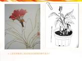 2022年小學(xué) / 美術(shù) / 冀美版 / 三年級(jí)下冊(cè) / 6. 植物寫生(12張)ppt課件