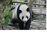 2022年小學(xué) / 美術(shù) / 冀美版 / 六年級上冊 / 6. 黑白裝飾畫(21張)ppt課件(1)
