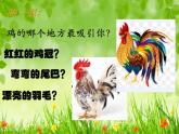 2022年小学 / 美术 / 冀美版 / 四年级上册 / 6. 大花鸡(16张)ppt课件