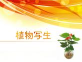 2022年小學(xué) / 美術(shù) / 冀美版 / 三年級(jí)下冊(cè) / 6. 植物寫生(12張)ppt課件(2)