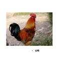 2022年小学 / 美术 / 冀美版 / 四年级上册 / 6. 大花鸡(18张)ppt课件