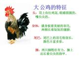 2022年小学 / 美术 / 冀美版 / 四年级上册 / 6. 大花鸡(18张)ppt课件