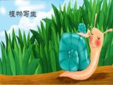2022年小學(xué) / 美術(shù) / 冀美版 / 三年級(jí)下冊(cè) / 6. 植物寫生(22張)ppt課件
