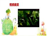 2022年小學(xué) / 美術(shù) / 冀美版 / 三年級(jí)下冊(cè) / 6. 植物寫生(22張)ppt課件