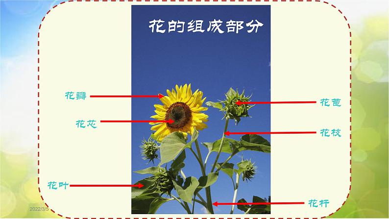 2022年小学 / 美术 / 冀美版 / 三年级下册 / 6. 植物写生(22张)ppt课件06