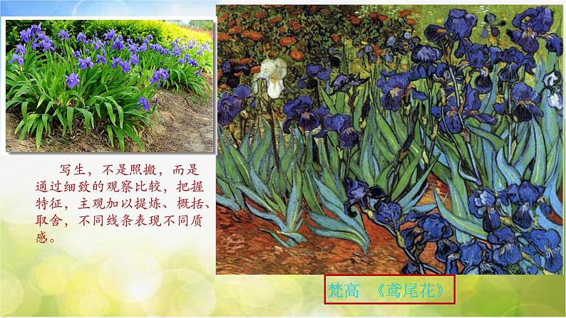 2022年小学 / 美术 / 冀美版 / 三年级下册 / 6. 植物写生(22张)ppt课件08