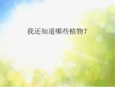 2022年小學(xué) / 美術(shù) / 冀美版 / 三年級(jí)下冊(cè) / 6. 植物寫生(45張)ppt課件