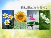 2022年小學(xué) / 美術(shù) / 冀美版 / 三年級(jí)下冊(cè) / 6. 植物寫生(45張)ppt課件