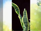2022年小學(xué) / 美術(shù) / 冀美版 / 三年級(jí)下冊(cè) / 6. 植物寫生(12張)ppt課件(1)
