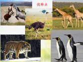 2022年小學(xué) / 美術(shù) / 冀美版 / 三年級(jí)下冊(cè) / 9. 行走的動(dòng)物(23張)ppt課件