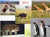 2022年小學(xué) / 美術(shù) / 冀美版 / 三年級(jí)下冊(cè) / 9. 行走的動(dòng)物(23張)ppt課件