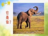 2022年小學(xué) / 美術(shù) / 冀美版 / 三年級(jí)下冊(cè) / 9. 行走的動(dòng)物(13張)ppt課件