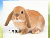 2022年小學(xué) / 美術(shù) / 冀美版 / 一年級(jí)下冊(cè) / 12.小兔的奇遇(21張)ppt課件