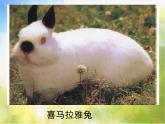 2022年小學(xué) / 美術(shù) / 冀美版 / 一年級(jí)下冊(cè) / 12.小兔的奇遇(21張)ppt課件