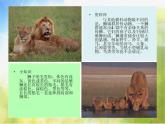 2022年小學(xué) / 美術(shù) / 冀美版 / 一年級(jí)下冊(cè) / 13. 威武的獅子(17張)ppt課件