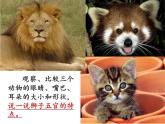 2022年小學(xué) / 美術(shù) / 冀美版 / 一年級(jí)下冊(cè) / 13. 威武的獅子(17張)ppt課件