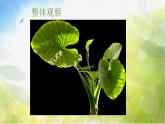 2022年小學(xué) / 美術(shù) / 冀美版 / 三年級(jí)下冊(cè) / 6. 植物寫生(15張)ppt(1)課件