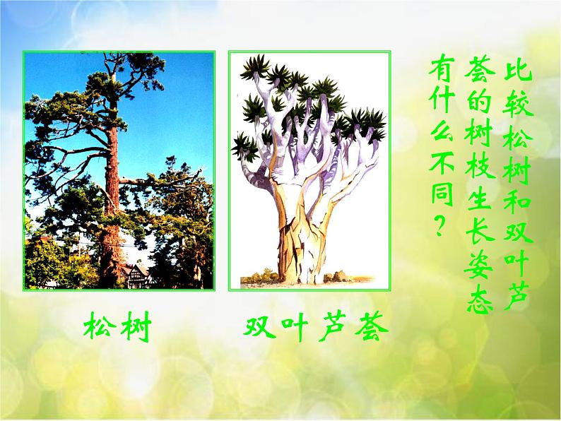 2022年小学 / 美术 / 冀美版 / 一年级下册 / 19. 大树的故事(35张)ppt课件05