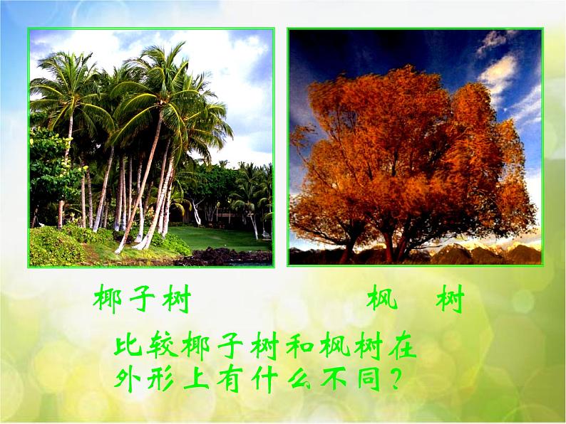 2022年小学 / 美术 / 冀美版 / 一年级下册 / 19. 大树的故事(35张)ppt课件07