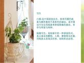 2022年小學(xué) / 美術(shù) / 冀美版 / 三年級(jí)下冊(cè) / 6. 植物寫生(15張)ppt課件