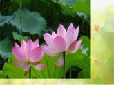 2022年小學(xué) / 美術(shù) / 冀美版 / 三年級(jí)下冊(cè) / 6. 植物寫生(15張)ppt課件