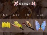 2022年小學(xué) / 美術(shù) / 冀美版 / 一年級上冊 / 12. 蝴蝶飛呀飛(24張)ppt課件
